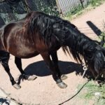 Rhona Mitra Instagram - They call him -El Negrito- and this little man needs our HELP… 23 years pulling trash carts around the busy and congested streets of Montevideo. Nearly his entire life. As part of incentive to dissolve this antiquated and brutal business, there is an exchange where the owners of these horses are given motorbikes to give up the horses, so they can be rehomed to live some semblance of a peaceful life. Its a life of pure misery and slavery. Permanently tethered from birth, pulling oversized carts, through polluted and dangerous streets. Many live and die this way without ever so much as seeing a field or another horse except in passing in similar states. we are currently en route to see him in a fairly dangerous area 3 hours away in Montevideo, to assess his situation and work out if we can justify bringing him back to the Orphanage. He’s a fully intact stallion, who’s hooves are completely out of control as you can see in the images and we’re not sure what else we might find. As he’s a senior, he’ll need a lot of medical care and attention for his final years and obviously a castration. if we’re going to bring him home, we’ll need all the support we can get. If you want help be a part of this beautiful old man’s story so he can play out his final years in peace, please please do contribute. No one gets paid here every penny goes to his transportation and care. We won’t be able to justify this one without it… 🙏🏾🩶🙏🏾 With love Team TLAO 🩶 @thelastarkorphanage link in bio…