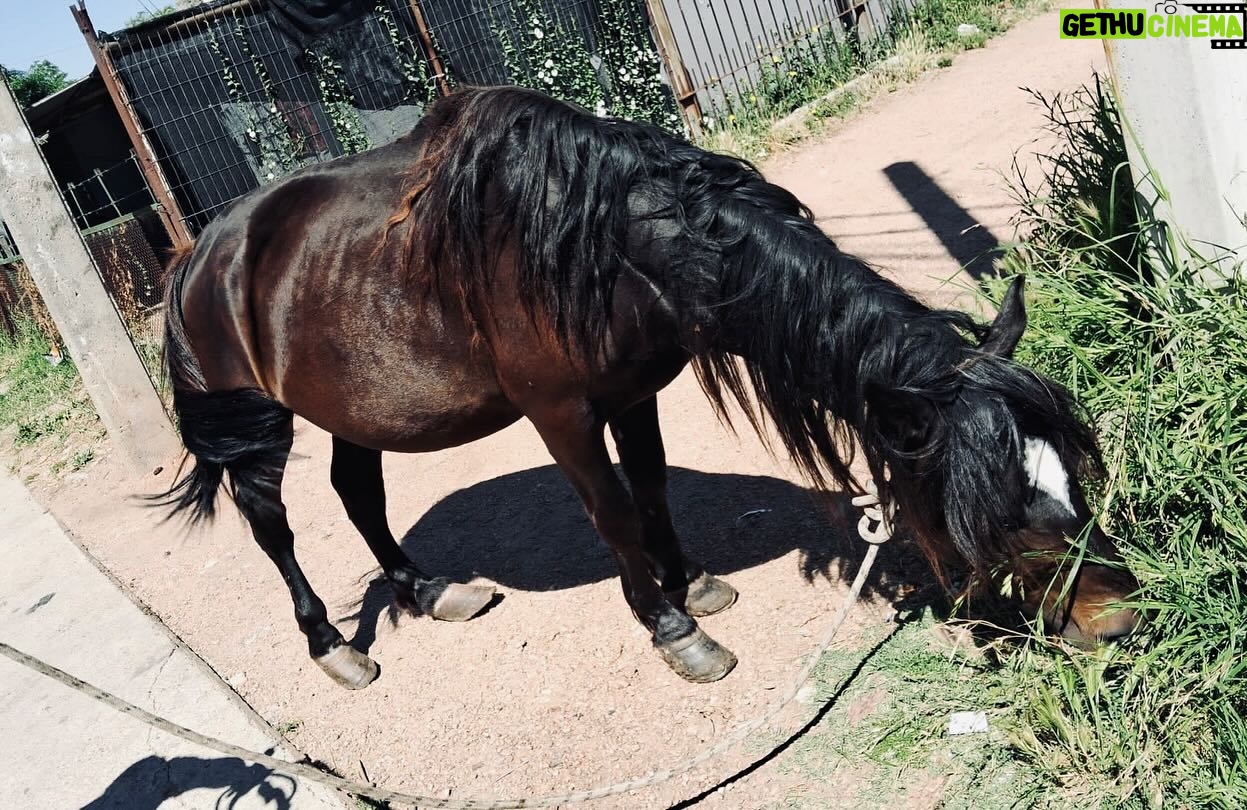 Rhona Mitra Instagram - They call him -El Negrito- and this little man needs our HELP… 23 years pulling trash carts around the busy and congested streets of Montevideo. Nearly his entire life. As part of incentive to dissolve this antiquated and brutal business, there is an exchange where the owners of these horses are given motorbikes to give up the horses, so they can be rehomed to live some semblance of a peaceful life. Its a life of pure misery and slavery. Permanently tethered from birth, pulling oversized carts, through polluted and dangerous streets. Many live and die this way without ever so much as seeing a field or another horse except in passing in similar states. we are currently en route to see him in a fairly dangerous area 3 hours away in Montevideo, to assess his situation and work out if we can justify bringing him back to the Orphanage. He’s a fully intact stallion, who’s hooves are completely out of control as you can see in the images and we’re not sure what else we might find. As he’s a senior, he’ll need a lot of medical care and attention for his final years and obviously a castration. if we’re going to bring him home, we’ll need all the support we can get. If you want help be a part of this beautiful old man’s story so he can play out his final years in peace, please please do contribute. No one gets paid here every penny goes to his transportation and care. We won’t be able to justify this one without it… 🙏🏾🩶🙏🏾 With love Team TLAO 🩶 @thelastarkorphanage link in bio…