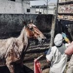 Rhona Mitra Instagram - PMSG is the hormone violently extracted from Mares who are repeatedly artificially inseminated for the duration of their lives, until they die… Kept pregnant in the most heinous of conditions and their blood, drained from their necks after the first term of pregnancy, the foal aborted and left for dead…. all for the use of a hormone that is injected into pigs (mostly) also kept in similarly vile conditions, only adding insult to injury. The hormone is bought by factory enterprises all around the world to bring on estrus in females to produce more babies/pork for the consumption of bacon and sausages. So, if you think this is just a South American and Icelandic issue, you’d be wrong. While the supply needs to be halted, so must the demand. And if you’re wondering what your part in the equation is and if you consume pork or any derivatives including gelatins (candy) you might want to think twice. The power is in our hands . No demand, no supply…. Simple. and for those who don’t speak Spanish, the last video is a unanimous council voting for the BAN of these farms, in one of the departments in Uruguay. The general consensus being that it is a dark, cruel, unnecessary and dreadful practice that no country let alone this country should be part of. the question posed by @INBA and the darktard mafia that want to keep this business alive is….’can the farms be modified?’ 😒 😑🙄 😂 The answer unequivocally is no! (And get fucked) It would be akin to modifying a chamber of torture, rape and murder from one of filthy conditions to ‘cleaner’. ….being hydrated pre and post the violation of rape doesn’t change the nature of the act or the violation. Rape is rape no matter how we frame or sanitize it. This is a huge day for horses, animal rights and a country, recognizing that the abuse, use and torture towards horses, and all animals must be examined at a microscopic level and perpetrators held accountable. There is no more space for this kind of psychotic brutality in the world for human or animal. It starts with us, and it ends with us. #yeguasdesangre #UruguaySinSangriaDeYeguas #whatwedotoanimalswedotoourselves #PMSG