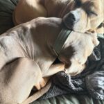 Rhona Mitra Instagram - The Irony that out of the 9 dogs currently in our pack which are all rescues and strays of varying breeds and backgrounds unequivocally and undeniably the most sensitive and attentive and easiest to train have been the Thunder Pig Killer Potato’s Auberon and Ludo. AKA the XL Bully ‘Types’ we flew down to our Orphanage of Misfits (sanctuary) here back in January. Those who have been following me know about the UK ban and mass executions so I don’t need to go into details. Suffice to say, having lived with these two lads for four months now if I had my druthers , my absolute number one choice of dog would be a bully ‘type’ (coupled with a Staffordshire Terrier,) every time. They simply are the most wonderful, sensitive, loyal and Funny dogs. It says more about the human who either judges them based on appearance, cultural prejudice (and racism), ignorance and media propaganda, or those who can’t handle them because they can barely wipe their own backsides let alone look after a dog, than the breed themselves. I can hands-down say every second with these boys has been a pure joy. A little bit of work, like raising any child, but pure joy. Testament to the existing pack and a little bit of structure, consistency, safety, no bullshit and guidance from us and we have had zero issues even with the horses and chickens and a new un-neutered Terrier male in the mix… Go figure…. It goes without saying there should be a hefty punishment imposed on anyone dumping and or abusing dogs (of any breed) not to mention backyard breeders. Thank you again @danni.allpaws @uk_dog_protection_team for all you are doing for the dogs back in England. And for everyone else who supported in getting these boys, not only to safety but to a place where they are free and loved and living their best lives possible while being premium example for all their kind. #saveourbullies #banbackyardbreeders @thelastarkorphanage #Thunderpigs #KillerPotatoes #dontbelievethehype