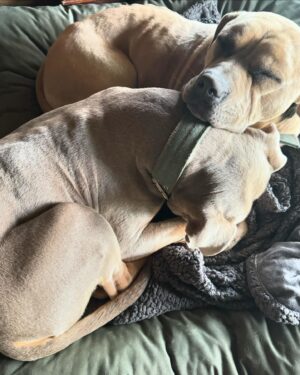 Rhona Mitra Instagram - The Irony that out of the 9 dogs currently in our pack which are all rescues and strays of varying breeds and backgrounds unequivocally and undeniably the most sensitive and attentive and easiest to train have been the Thunder Pig Killer Potato’s Auberon and Ludo. AKA the XL Bully ‘Types’ we flew down to our Orphanage of Misfits (sanctuary) here back in January.

Those who have been following me know about the UK ban and mass executions so I don’t need to go into details.

Suffice to say, having lived with these two lads for four months now if I had my druthers , my absolute number one choice of dog would be a bully ‘type’ (coupled with a Staffordshire Terrier,) every time. 
They simply are the most wonderful, sensitive, loyal and Funny dogs. 

It says more about the human who either judges them based on appearance, cultural prejudice (and racism), ignorance and media propaganda, or those who can’t handle them because they can barely wipe their own backsides let alone look after a dog, than the breed themselves.

I can hands-down say every second with these boys has been a pure joy. A little bit of work, like raising any child, but pure joy. 

Testament to the existing pack and a little bit of structure, consistency, safety, no bullshit and guidance from us and we have had zero issues even with the horses and chickens and a new un-neutered Terrier male in the mix… 
Go figure….

It goes without saying there should be a hefty punishment imposed on anyone dumping and or abusing dogs (of any breed) not to mention backyard breeders.
Thank you again @danni.allpaws @uk_dog_protection_team 
for all you are doing for the dogs back in England.
And for everyone else who supported in getting these boys, not only to safety but to a place where they are free and loved and living their best lives possible while being premium example for all their kind.

#saveourbullies
#banbackyardbreeders 

@thelastarkorphanage
#Thunderpigs
#KillerPotatoes
#dontbelievethehype