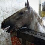 Rhona Mitra Instagram - Uruguay has confirmed the first export of equine meat to China.🇨🇳 ☠️🇺🇾 🐴 🥩 💰 🩸 A country that uses, abuses, exploits and yet reveres the horse. They export for sport, sell for meat, extract blood for hormones and SOMEHOW STILL uses the ‘Caballo’ 🐴 as a symbol of pride for its country. But when it comes to making a fast and dirty dollar for the sake of vile and greedy human consumption….. All the love and awe conveniently disappears….. because at the end of the day they are all just fat, greedy bastards. Help continue with the campaign to close the horse slaughterhouses in Uruguay. IN THE LINK IN BIO Montevideohorsesave- click and translate to English. YOU CAN SIGN TO SAY NO MORE HORSE SLAUGHTERERS IN URUGUAY #BanHorseSlaughter #CountryOfHorses #Caballo #Shame #greed #hypocrisy#fatbastards #uruguaynatural ☠️ Uruguay concretó la primera exportación de carne equina a China Ayudános a seguir con nuestra campaña por el cierre de los mataderos de caballos en Uruguay! EN EL LINK DE LA BIO PUEDES FIRMAR PARA DECIR NO MÁS MATADEROS DE CABALLOS EN URUGUAY! @montevideohorsesave …we expect this of China they dont give a fuck about anything or anyone… But come on Uruguay…. @luislacallepou Lets do better. Its not a good look, buddy.