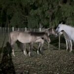 Rhona Mitra Instagram - Last night at midnight, Lucky 6 were placed in their pen awaiting their future. They dont know it yet but every day from here-on-in they will roam pastures, climb mountains and sip from fresh water streams together and live a life free of pain and subjugation as all horses should… With our collective efforts yesterday we managed to pull - 2 Mares 3 foals (2 male/1 female) 1 adolescent male Two will require castration, 5 will need fattening with alfalfa, they all require vaccines,antiparasite meds and hoof care, and two are completely raw so will need basic ‘taming’ as will be tough to handle (but its the young wild ones that rarely stand a chance and we didnt want to see the slaughterhouse take anymore.) We managed to push the price up on several others, too high for the meat market thankfully, but for now from what we raised and what we need for their care ahead this is what we could justify. So, to EVERYONE who contributed, I hope you feel warmth in your hearts for being part of their journey. We/they can not thank you enough. We’re on 3 hours sleep and off to collect them with the truck as we speak… So if you want to follow their journey please do so on @thelastarkorphanage 🛻 💨 🐴 💪🏾