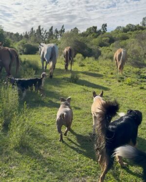 Rhona Mitra Instagram - 🔌 💡 

Truth is singular (its versions are mistruths)

gracias mi familia por recordármelo siempre...

@thelastarkorphanage 🧉 🐴 🐕 🩶
