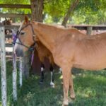 Rhona Mitra Instagram - Hundreds of horses here today most slaughterhouse or Rodeo bound…. About 5% will go to a decent home. We need whatever you can muster to help get at least a handful of these magnificent creatures out to a life they deserve where the will be free from human slavery. We dont have long. The hammers are starting to go down and the Matadero (meat factory) buyers are hungry for their cut…. We cant do this alone Link in bio 🙏🏾 @thelastarkorphanage #whatwedotoanimalswedotoourselves