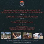 Rhona Mitra Instagram – Adaptado del pueblo indígena Ranquel de Argentina, Scarpati Horsemanship es una forma única de entrenamiento de caballos que enfatiza la conexión, la comprensión y la confianza mutua entre el caballo y el ser humano. ✨

Oscar y Cristóbal Scarpati son venerados por su dominio de la “Doma India”, un antiguo estilo indígena argentino de entrenamiento de caballos que encarna una filosofía de respeto mutuo y comprensión entre caballo y humano.✨

Una clínica inmersiva acerca del caballo con dos de los expertos más reconocidos de Argentina, organizada en el santuario The Last Ark.
Reimaginando la asociación entre el hombre y el caballo.✨

Los esperamos para disfrutar de tres días transformadores en los que atravesaremos un portal para compartir otra forma… una forma más amable… de asociarnos con la tierra y los caballos….

17 al 19 de mayo
contacto rewild@thelastark
 598 99 326 714
para cualquier detalle

enlace en biografía ⬆️ 🔗 
Link in bio 

@cristobal_scarpati @scarpatidomaindia @oscar.scarpati @thelastarkorphanage