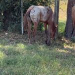 Rhona Mitra Instagram - Hundreds of horses here today most slaughterhouse or Rodeo bound…. About 5% will go to a decent home. We need whatever you can muster to help get at least a handful of these magnificent creatures out to a life they deserve where the will be free from human slavery. We dont have long. The hammers are starting to go down and the Matadero (meat factory) buyers are hungry for their cut…. We cant do this alone Link in bio 🙏🏾 @thelastarkorphanage #whatwedotoanimalswedotoourselves