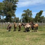 Rhona Mitra Instagram - Hundreds of horses here today most slaughterhouse or Rodeo bound…. About 5% will go to a decent home. We need whatever you can muster to help get at least a handful of these magnificent creatures out to a life they deserve where the will be free from human slavery. We dont have long. The hammers are starting to go down and the Matadero (meat factory) buyers are hungry for their cut…. We cant do this alone Link in bio 🙏🏾 @thelastarkorphanage #whatwedotoanimalswedotoourselves
