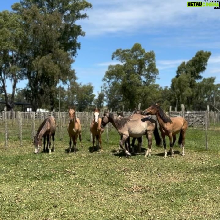 Rhona Mitra Instagram - Hundreds of horses here today most slaughterhouse or Rodeo bound…. About 5% will go to a decent home. We need whatever you can muster to help get at least a handful of these magnificent creatures out to a life they deserve where the will be free from human slavery. We dont have long. The hammers are starting to go down and the Matadero (meat factory) buyers are hungry for their cut…. We cant do this alone Link in bio 🙏🏾 @thelastarkorphanage #whatwedotoanimalswedotoourselves