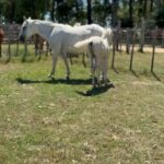 Rhona Mitra Instagram - Hundreds of horses here today most slaughterhouse or Rodeo bound…. About 5% will go to a decent home. We need whatever you can muster to help get at least a handful of these magnificent creatures out to a life they deserve where the will be free from human slavery. We dont have long. The hammers are starting to go down and the Matadero (meat factory) buyers are hungry for their cut…. We cant do this alone Link in bio 🙏🏾 @thelastarkorphanage #whatwedotoanimalswedotoourselves