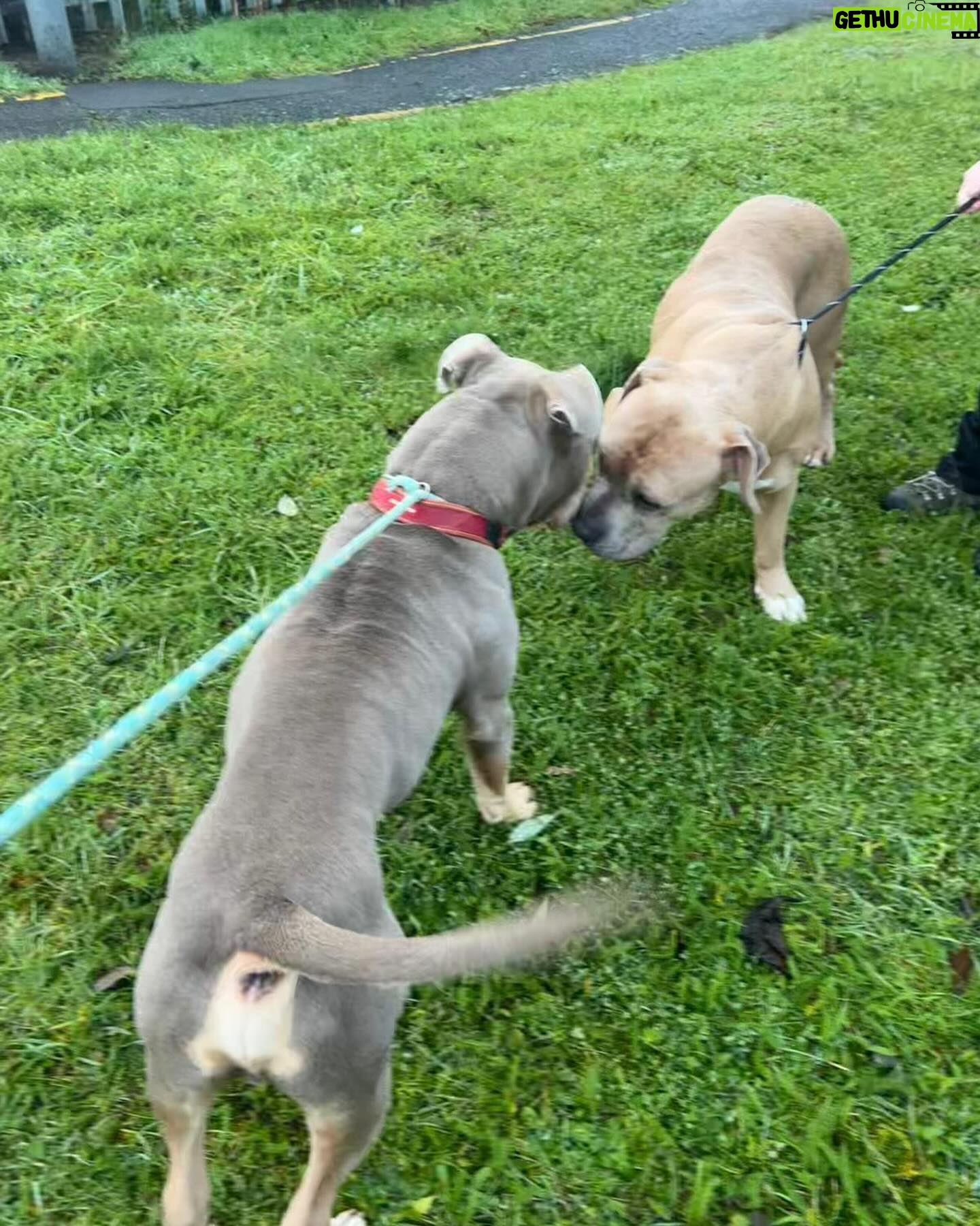 Rhona Mitra Instagram - Update on the boys- First of all I want to say a deep and heartfelt thank you to everyone who has donated and helped with trying to get these two boys out of the UK before their mandated execution in 13 days. With what we have received we are 100% able to get one out. In this case Ludo as he came first. The costs with flights, brokers, vets, land transport and customs is coming in at roughly $11K for both. This does not include their aftercare, merely to get them to our sanctuary where they will live the life all dogs deserve. So far we have raised $7,700 so we need at least $3k more to get Aubie out as well. The wonderful @danni.allpaws has been walking the boys together even though they had never met, they are both getting on brilliantly, which given their dumped and cadged situation and the fact they are both unneutered is testament to their true natures. For anyone asking Auberon (Aubie or Obi) means Royal Bear, and Ludo was the misunderstood and bullied ‘monster’ in the movie Labrynth…..those who know, know… ;) We only have a few days to hold his place on the flight so please know that your donations are all helping get these boys one step closer to freedom. We know it’s only two dogs but if you feel strongly about this anything you contribute helps. Yes, they will be a lot of work but we will make sure every day of their life is honored for their kind. And trust me we will continue to be a voice against the blatantly racist psychosis that has rotten the minds of so many. Link in bio to help. Takes a Village…. Vamosss 💪🏾 #whatwedotoanimalswedotoourselves @thelastarkorphanage @russellbrand @cesarsway @rickygervais