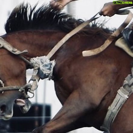 Rhona Mitra Instagram - So whats the connection between my dedication to fighting for the welfare of sentients and my support for the victims enduring the genocide we are all witnessing? If you havent put it together its a deep sense of duty to be a voice for the innocents and the voiceless. To excavate the root cause of the virus that is running amok throughout the human race, identify it and alchemize the poison. For many years now I have been studying the correlation between the normalized, accepted and even revered violence towards animals and our deeply imbedded and covert psychopathy as a species and how we teach/train our young to become the perpetrators of more violence in our homes and in society. By encouraging and allowing the glorification of the subjugation and torture of an animal for the entertainment and ego of an antiquated sector of a culture that was once born on its enviable partnership with horses, to be diminished to this disgusting display of macho faux heroism guised as skilled ‘horsemanship’ or ‘taming’ is an abhorrence and disgrace not only to the true nature of horsemanship and the centuries long service that horses have shared with mankind but to society itself. By taking part in or attending these events in this case ‘semana criolla’ you are complicit in perpetuating the toxic psychopathy that bleeds into every corner of life from domestic violence to the subjugation of animals and humans en mass. What we normalize for our children is what they believe to be acceptable and what they too will perpetuate and become. All of these ‘traditions’ need to come to an end. From Rodeos to horse racing,Polo, Hunting, Dressage and Showjumping. Using animals for ego, medals, money and humor has to stop 🛑 Jineteada gaucha or doma gaucha is a traditional sport in the gaucho culture of Argentina,Paraguay, Uruguay, Chile and Brazil. The objective is for the rider to stay on an untamed horse for a number of seconds.. in Uruguay a law was enacted in 2006 establishing it as the National sport. In Argentina it may be considered a part of the national intangible cultural heritage. Our charge/challenge? Find a new tradition. A far kinder one. @montevideoim shame