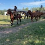 Rhona Mitra Instagram - Hundreds of horses here today most slaughterhouse or Rodeo bound…. About 5% will go to a decent home. We need whatever you can muster to help get at least a handful of these magnificent creatures out to a life they deserve where the will be free from human slavery. We dont have long. The hammers are starting to go down and the Matadero (meat factory) buyers are hungry for their cut…. We cant do this alone Link in bio 🙏🏾 @thelastarkorphanage #whatwedotoanimalswedotoourselves