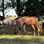 Rhona Mitra Instagram - My signal here is unfortunately not strong enough to post the videos and filter through another live of the situation here. Hundreds of horses. Please look closely at this image, and see the kind of misery we are witnessing here. It’s important to note that only a very small minority of the horses here have this level of injury. All the rest are mostly perfectly young, fit, and healthy Creatures. Please, we can’t do this alone. If you feel like doing something good today, go to the link in our bio, and contribute anything you can to help at least a few of these innocent souls. It’s gonna be a long afternoon/evening With Love @thelastarkorphanage