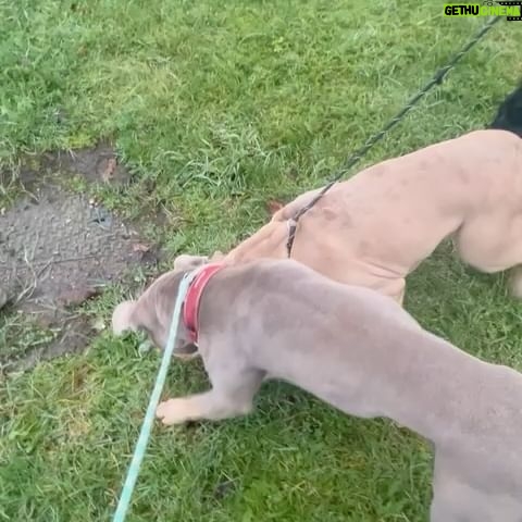 Rhona Mitra Instagram - Update on the boys- First of all I want to say a deep and heartfelt thank you to everyone who has donated and helped with trying to get these two boys out of the UK before their mandated execution in 13 days. With what we have received we are 100% able to get one out. In this case Ludo as he came first. The costs with flights, brokers, vets, land transport and customs is coming in at roughly $11K for both. This does not include their aftercare, merely to get them to our sanctuary where they will live the life all dogs deserve. So far we have raised $7,700 so we need at least $3k more to get Aubie out as well. The wonderful @danni.allpaws has been walking the boys together even though they had never met, they are both getting on brilliantly, which given their dumped and cadged situation and the fact they are both unneutered is testament to their true natures. For anyone asking Auberon (Aubie or Obi) means Royal Bear, and Ludo was the misunderstood and bullied ‘monster’ in the movie Labrynth…..those who know, know… ;) We only have a few days to hold his place on the flight so please know that your donations are all helping get these boys one step closer to freedom. We know it’s only two dogs but if you feel strongly about this anything you contribute helps. Yes, they will be a lot of work but we will make sure every day of their life is honored for their kind. And trust me we will continue to be a voice against the blatantly racist psychosis that has rotten the minds of so many. Link in bio to help. Takes a Village…. Vamosss 💪🏾 #whatwedotoanimalswedotoourselves @thelastarkorphanage @russellbrand @cesarsway @rickygervais