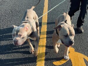 Rhona Mitra Instagram - Giant Puppy Mission (almost) impossible 💪🏾🐶🐶💪🏾

When the first day of the year feels like the most angst ridden scene from Argo.

Kennels, crates, vans, vets, planes, trucks… customs.. boarders…And a whole lotta mad love…

36 hours of travel for both the boys and us and all going to plan (now Mercury has gone direct as of today!! ) we should have two little boys safely back to @thelastarkorphanage by midnight tomorrow. 

Still waiting for wheelsup and have to clear customs and boarders tomorrow but we are finally en route to collecting two very big boys. 

Wishing everyone a safe , whole and meaningful 2024

And yet again to @rishisunakmp el al-

#Argofuckyourself🖕🏾

Vamo Arriba y Vive la révolution

#TheGreatEscape #LudoandAuberonDodgeTheGuillotine

✊🏾 🐶 ✊🏾