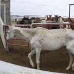 Rhona Mitra Instagram - Uruguay has confirmed the first export of equine meat to China.🇨🇳 ☠️🇺🇾 🐴 🥩 💰 🩸 A country that uses, abuses, exploits and yet reveres the horse. They export for sport, sell for meat, extract blood for hormones and SOMEHOW STILL uses the ‘Caballo’ 🐴 as a symbol of pride for its country. But when it comes to making a fast and dirty dollar for the sake of vile and greedy human consumption….. All the love and awe conveniently disappears….. because at the end of the day they are all just fat, greedy bastards. Help continue with the campaign to close the horse slaughterhouses in Uruguay. IN THE LINK IN BIO Montevideohorsesave- click and translate to English. YOU CAN SIGN TO SAY NO MORE HORSE SLAUGHTERERS IN URUGUAY #BanHorseSlaughter #CountryOfHorses #Caballo #Shame #greed #hypocrisy#fatbastards #uruguaynatural ☠️ Uruguay concretó la primera exportación de carne equina a China Ayudános a seguir con nuestra campaña por el cierre de los mataderos de caballos en Uruguay! EN EL LINK DE LA BIO PUEDES FIRMAR PARA DECIR NO MÁS MATADEROS DE CABALLOS EN URUGUAY! @montevideohorsesave …we expect this of China they dont give a fuck about anything or anyone… But come on Uruguay…. @luislacallepou Lets do better. Its not a good look, buddy.