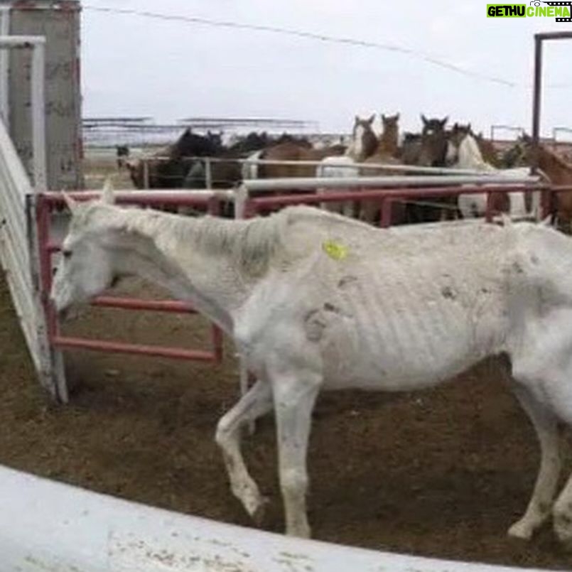 Rhona Mitra Instagram - Uruguay has confirmed the first export of equine meat to China.🇨🇳 ☠️🇺🇾 🐴 🥩 💰 🩸 A country that uses, abuses, exploits and yet reveres the horse. They export for sport, sell for meat, extract blood for hormones and SOMEHOW STILL uses the ‘Caballo’ 🐴 as a symbol of pride for its country. But when it comes to making a fast and dirty dollar for the sake of vile and greedy human consumption….. All the love and awe conveniently disappears….. because at the end of the day they are all just fat, greedy bastards. Help continue with the campaign to close the horse slaughterhouses in Uruguay. IN THE LINK IN BIO Montevideohorsesave- click and translate to English. YOU CAN SIGN TO SAY NO MORE HORSE SLAUGHTERERS IN URUGUAY #BanHorseSlaughter #CountryOfHorses #Caballo #Shame #greed #hypocrisy#fatbastards #uruguaynatural ☠️ Uruguay concretó la primera exportación de carne equina a China Ayudános a seguir con nuestra campaña por el cierre de los mataderos de caballos en Uruguay! EN EL LINK DE LA BIO PUEDES FIRMAR PARA DECIR NO MÁS MATADEROS DE CABALLOS EN URUGUAY! @montevideohorsesave …we expect this of China they dont give a fuck about anything or anyone… But come on Uruguay…. @luislacallepou Lets do better. Its not a good look, buddy.