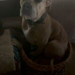 Rhona Mitra Instagram - The Irony that out of the 9 dogs currently in our pack which are all rescues and strays of varying breeds and backgrounds unequivocally and undeniably the most sensitive and attentive and easiest to train have been the Thunder Pig Killer Potato’s Auberon and Ludo. AKA the XL Bully ‘Types’ we flew down to our Orphanage of Misfits (sanctuary) here back in January. Those who have been following me know about the UK ban and mass executions so I don’t need to go into details. Suffice to say, having lived with these two lads for four months now if I had my druthers , my absolute number one choice of dog would be a bully ‘type’ (coupled with a Staffordshire Terrier,) every time. They simply are the most wonderful, sensitive, loyal and Funny dogs. It says more about the human who either judges them based on appearance, cultural prejudice (and racism), ignorance and media propaganda, or those who can’t handle them because they can barely wipe their own backsides let alone look after a dog, than the breed themselves. I can hands-down say every second with these boys has been a pure joy. A little bit of work, like raising any child, but pure joy. Testament to the existing pack and a little bit of structure, consistency, safety, no bullshit and guidance from us and we have had zero issues even with the horses and chickens and a new un-neutered Terrier male in the mix… Go figure…. It goes without saying there should be a hefty punishment imposed on anyone dumping and or abusing dogs (of any breed) not to mention backyard breeders. Thank you again @danni.allpaws @uk_dog_protection_team for all you are doing for the dogs back in England. And for everyone else who supported in getting these boys, not only to safety but to a place where they are free and loved and living their best lives possible while being premium example for all their kind. #saveourbullies #banbackyardbreeders @thelastarkorphanage #Thunderpigs #KillerPotatoes #dontbelievethehype