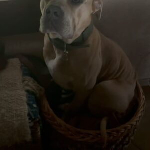 Rhona Mitra Instagram - The Irony that out of the 9 dogs currently in our pack which are all rescues and strays of varying breeds and backgrounds unequivocally and undeniably the most sensitive and attentive and easiest to train have been the Thunder Pig Killer Potato’s Auberon and Ludo. AKA the XL Bully ‘Types’ we flew down to our Orphanage of Misfits (sanctuary) here back in January.

Those who have been following me know about the UK ban and mass executions so I don’t need to go into details.

Suffice to say, having lived with these two lads for four months now if I had my druthers , my absolute number one choice of dog would be a bully ‘type’ (coupled with a Staffordshire Terrier,) every time. 
They simply are the most wonderful, sensitive, loyal and Funny dogs. 

It says more about the human who either judges them based on appearance, cultural prejudice (and racism), ignorance and media propaganda, or those who can’t handle them because they can barely wipe their own backsides let alone look after a dog, than the breed themselves.

I can hands-down say every second with these boys has been a pure joy. A little bit of work, like raising any child, but pure joy. 

Testament to the existing pack and a little bit of structure, consistency, safety, no bullshit and guidance from us and we have had zero issues even with the horses and chickens and a new un-neutered Terrier male in the mix… 
Go figure….

It goes without saying there should be a hefty punishment imposed on anyone dumping and or abusing dogs (of any breed) not to mention backyard breeders.
Thank you again @danni.allpaws @uk_dog_protection_team 
for all you are doing for the dogs back in England.
And for everyone else who supported in getting these boys, not only to safety but to a place where they are free and loved and living their best lives possible while being premium example for all their kind.

#saveourbullies
#banbackyardbreeders 

@thelastarkorphanage
#Thunderpigs
#KillerPotatoes
#dontbelievethehype