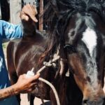 Rhona Mitra Instagram - They call him -El Negrito- and this little man needs our HELP… 23 years pulling trash carts around the busy and congested streets of Montevideo. Nearly his entire life. As part of incentive to dissolve this antiquated and brutal business, there is an exchange where the owners of these horses are given motorbikes to give up the horses, so they can be rehomed to live some semblance of a peaceful life. Its a life of pure misery and slavery. Permanently tethered from birth, pulling oversized carts, through polluted and dangerous streets. Many live and die this way without ever so much as seeing a field or another horse except in passing in similar states. we are currently en route to see him in a fairly dangerous area 3 hours away in Montevideo, to assess his situation and work out if we can justify bringing him back to the Orphanage. He’s a fully intact stallion, who’s hooves are completely out of control as you can see in the images and we’re not sure what else we might find. As he’s a senior, he’ll need a lot of medical care and attention for his final years and obviously a castration. if we’re going to bring him home, we’ll need all the support we can get. If you want help be a part of this beautiful old man’s story so he can play out his final years in peace, please please do contribute. No one gets paid here every penny goes to his transportation and care. We won’t be able to justify this one without it… 🙏🏾🩶🙏🏾 With love Team TLAO 🩶 @thelastarkorphanage link in bio…