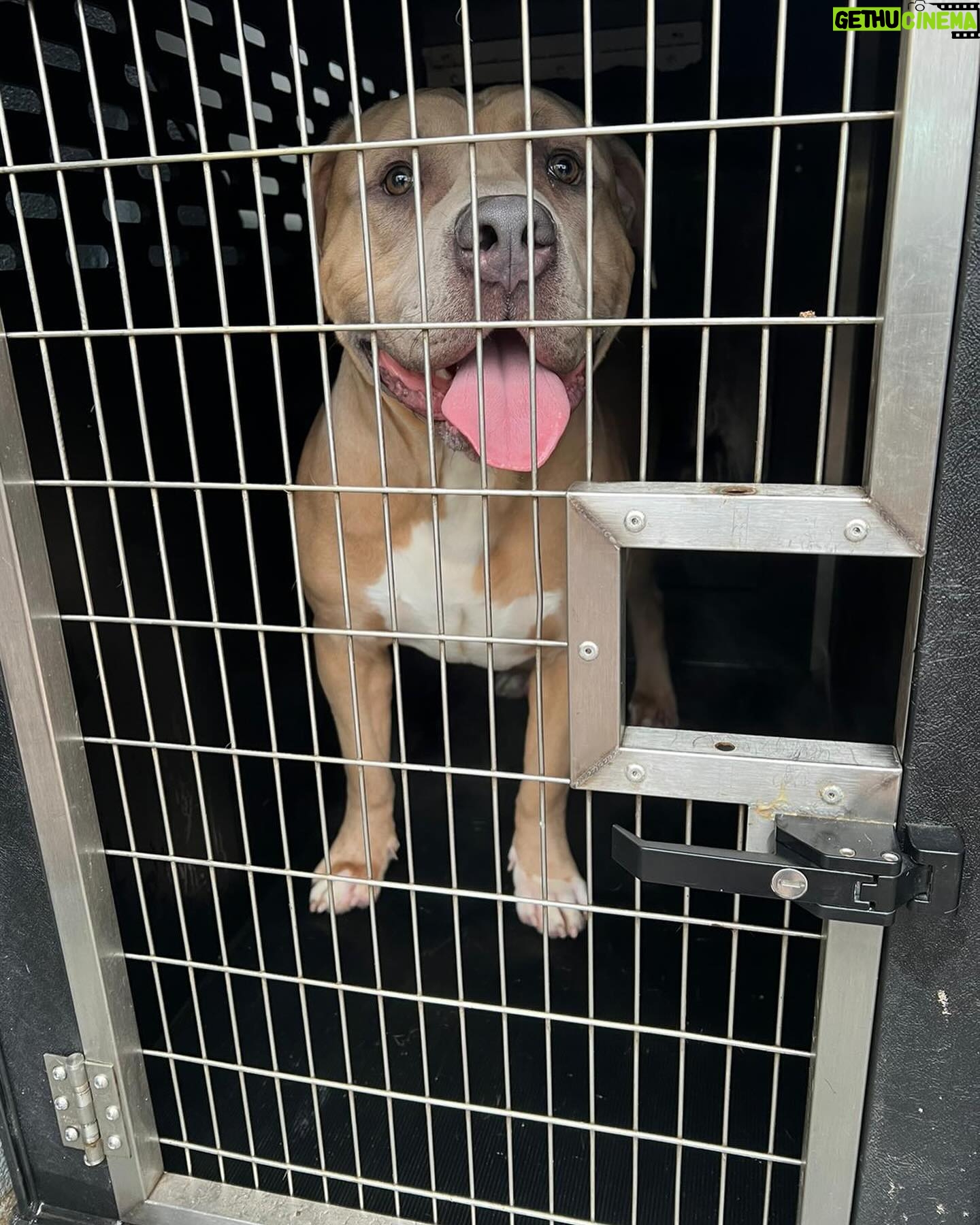 Rhona Mitra Instagram - Update on the boys- First of all I want to say a deep and heartfelt thank you to everyone who has donated and helped with trying to get these two boys out of the UK before their mandated execution in 13 days. With what we have received we are 100% able to get one out. In this case Ludo as he came first. The costs with flights, brokers, vets, land transport and customs is coming in at roughly $11K for both. This does not include their aftercare, merely to get them to our sanctuary where they will live the life all dogs deserve. So far we have raised $7,700 so we need at least $3k more to get Aubie out as well. The wonderful @danni.allpaws has been walking the boys together even though they had never met, they are both getting on brilliantly, which given their dumped and cadged situation and the fact they are both unneutered is testament to their true natures. For anyone asking Auberon (Aubie or Obi) means Royal Bear, and Ludo was the misunderstood and bullied ‘monster’ in the movie Labrynth…..those who know, know… ;) We only have a few days to hold his place on the flight so please know that your donations are all helping get these boys one step closer to freedom. We know it’s only two dogs but if you feel strongly about this anything you contribute helps. Yes, they will be a lot of work but we will make sure every day of their life is honored for their kind. And trust me we will continue to be a voice against the blatantly racist psychosis that has rotten the minds of so many. Link in bio to help. Takes a Village…. Vamosss 💪🏾 #whatwedotoanimalswedotoourselves @thelastarkorphanage @russellbrand @cesarsway @rickygervais