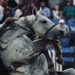 Rhona Mitra Instagram – Social experiment-

Im not going to give a description to whats happening here I would just like to hear what this evokes in you….

Is this horsemanship or sadism?

Please share in comments below…

P.s watch how many complicit 🇦🇷 🇺🇾 defend…

#jineteadas #Uruguay #Argentina #caballocriollo