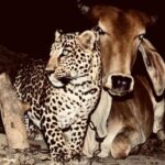 Rhona Mitra Instagram – Animals proving that Harmony is possible even amongst the most unlikely predator and prey-

In Antoli, India, a farmer installed a trail camera after noticing his dogs barking nightly. The camera revealed a leopard that regularly visited an elderly cow. Upon speaking to the cow’s former owner, the farmer learned that the cow had nursed the young leopard with her milk after the leopard’s mother passed away…