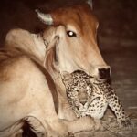 Rhona Mitra Instagram – Animals proving that Harmony is possible even amongst the most unlikely predator and prey-
In Antoli, India, a farmer installed a trail camera after noticing his dogs barking nightly. The camera revealed a leopard that regularly visited an elderly cow. Upon speaking to the cow’s former owner, the farmer learned that the cow had nursed the young leopard with her milk after the leopard’s mother passed away…