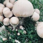 Rhona Mitra Instagram - Because Surviving the dark ages means The medicine has to run deeper than the poison… Biblical storms this past week always remind me who’s actually in charge… 🍄‍🟫🩶🐴⛈️🦛