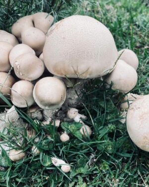 Rhona Mitra Instagram - Because Surviving the dark ages means
The medicine has to run deeper than the poison…

Biblical storms this past week always remind me who’s actually in charge…

🍄‍🟫🩶🐴⛈️🦛