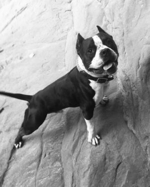 Rhona Mitra Instagram - On two hours sleep I woke at 5.30am today and de-railed all plans to board a train on a mission to meet a handful of a ‘type’ of dog that has been sentenced to execution en mass come December 31st. 
Their crime? Looking a certain way.

The breed in question is the XL Bully who due to the mismanagement, ignorance and failure of human beings is now being demonized and tarred with a brush resulting in the determination that all that come under a certain (hugely vague) criteria are either to live a life muzzled or put to death. 
The compensation and incentive by the genius UK government is to offer owners a £200 compensation for murdering their healthy, beloved family members. 

The utter dystopian insanity of this mandate is not only a pitiful reflection of the desperate shortcomings of our system but the utter spinelessness of the people to allow and even champion this action. 

It’s no different and completely akin to saying all men with dark skin and curly hair who talk a certain way are terrorists. Therefore must all go. Absolutely no different. It’s Racial Discrimination 101.

This only empowers the vile and rampant undertones that are already so rife between humans and humans let alone human and animal in a time where unification and forging solutions is and should be our utmost priority.
And yes, there are solutions. There IS another way. 

The above is a picture taken of me and my boy Orso aboard two long haul flights to South America where I created my sanctuary where I hope to be able to at least save and transport one sweet life. 

It’s hard to believe that only 7 years ago 
I was leaving behind a life and system that I had come to realize was nothing but an illusion built on manipulation -Discrimination- polarization- and fear.

These are the simple and yet highly effective ingredients that enable the governing powers to employ the divisiveness that is causing and will lead to the demise of everything. 
But the unimaginable suffering we are all seeing and feeling is so very much alive right now.

There is no separation between how we treat animals and how we treat each other. Absolutely none. 
If we fail here we fail everywhere.

Continued in comments-