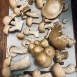 Rhona Mitra Instagram - Because Surviving the dark ages means The medicine has to run deeper than the poison… Biblical storms this past week always remind me who’s actually in charge… 🍄‍🟫🩶🐴⛈️🦛