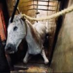 Rhona Mitra Instagram - PMSG is the hormone violently extracted from Mares who are repeatedly artificially inseminated for the duration of their lives, until they die… Kept pregnant in the most heinous of conditions and their blood, drained from their necks after the first term of pregnancy, the foal aborted and left for dead…. all for the use of a hormone that is injected into pigs (mostly) also kept in similarly vile conditions, only adding insult to injury. The hormone is bought by factory enterprises all around the world to bring on estrus in females to produce more babies/pork for the consumption of bacon and sausages. So, if you think this is just a South American and Icelandic issue, you’d be wrong. While the supply needs to be halted, so must the demand. And if you’re wondering what your part in the equation is and if you consume pork or any derivatives including gelatins (candy) you might want to think twice. The power is in our hands . No demand, no supply…. Simple. and for those who don’t speak Spanish, the last video is a unanimous council voting for the BAN of these farms, in one of the departments in Uruguay. The general consensus being that it is a dark, cruel, unnecessary and dreadful practice that no country let alone this country should be part of. the question posed by @INBA and the darktard mafia that want to keep this business alive is….’can the farms be modified?’ 😒 😑🙄 😂 The answer unequivocally is no! (And get fucked) It would be akin to modifying a chamber of torture, rape and murder from one of filthy conditions to ‘cleaner’. ….being hydrated pre and post the violation of rape doesn’t change the nature of the act or the violation. Rape is rape no matter how we frame or sanitize it. This is a huge day for horses, animal rights and a country, recognizing that the abuse, use and torture towards horses, and all animals must be examined at a microscopic level and perpetrators held accountable. There is no more space for this kind of psychotic brutality in the world for human or animal. It starts with us, and it ends with us. #yeguasdesangre #UruguaySinSangriaDeYeguas #whatwedotoanimalswedotoourselves #PMSG