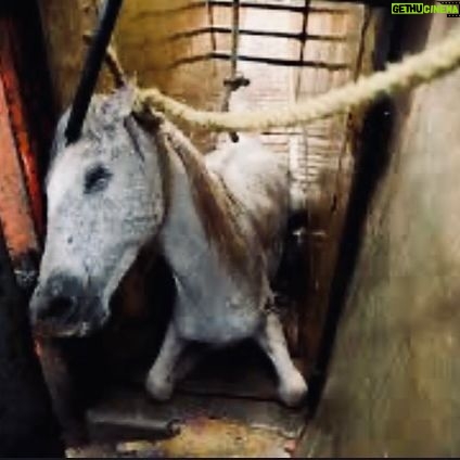 Rhona Mitra Instagram - PMSG is the hormone violently extracted from Mares who are repeatedly artificially inseminated for the duration of their lives, until they die… Kept pregnant in the most heinous of conditions and their blood, drained from their necks after the first term of pregnancy, the foal aborted and left for dead…. all for the use of a hormone that is injected into pigs (mostly) also kept in similarly vile conditions, only adding insult to injury. The hormone is bought by factory enterprises all around the world to bring on estrus in females to produce more babies/pork for the consumption of bacon and sausages. So, if you think this is just a South American and Icelandic issue, you’d be wrong. While the supply needs to be halted, so must the demand. And if you’re wondering what your part in the equation is and if you consume pork or any derivatives including gelatins (candy) you might want to think twice. The power is in our hands . No demand, no supply…. Simple. and for those who don’t speak Spanish, the last video is a unanimous council voting for the BAN of these farms, in one of the departments in Uruguay. The general consensus being that it is a dark, cruel, unnecessary and dreadful practice that no country let alone this country should be part of. the question posed by @INBA and the darktard mafia that want to keep this business alive is….’can the farms be modified?’ 😒 😑🙄 😂 The answer unequivocally is no! (And get fucked) It would be akin to modifying a chamber of torture, rape and murder from one of filthy conditions to ‘cleaner’. ….being hydrated pre and post the violation of rape doesn’t change the nature of the act or the violation. Rape is rape no matter how we frame or sanitize it. This is a huge day for horses, animal rights and a country, recognizing that the abuse, use and torture towards horses, and all animals must be examined at a microscopic level and perpetrators held accountable. There is no more space for this kind of psychotic brutality in the world for human or animal. It starts with us, and it ends with us. #yeguasdesangre #UruguaySinSangriaDeYeguas #whatwedotoanimalswedotoourselves #PMSG