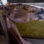 Rhona Mitra Instagram - Uruguay has confirmed the first export of equine meat to China.🇨🇳 ☠️🇺🇾 🐴 🥩 💰 🩸 A country that uses, abuses, exploits and yet reveres the horse. They export for sport, sell for meat, extract blood for hormones and SOMEHOW STILL uses the ‘Caballo’ 🐴 as a symbol of pride for its country. But when it comes to making a fast and dirty dollar for the sake of vile and greedy human consumption….. All the love and awe conveniently disappears….. because at the end of the day they are all just fat, greedy bastards. Help continue with the campaign to close the horse slaughterhouses in Uruguay. IN THE LINK IN BIO Montevideohorsesave- click and translate to English. YOU CAN SIGN TO SAY NO MORE HORSE SLAUGHTERERS IN URUGUAY #BanHorseSlaughter #CountryOfHorses #Caballo #Shame #greed #hypocrisy#fatbastards #uruguaynatural ☠️ Uruguay concretó la primera exportación de carne equina a China Ayudános a seguir con nuestra campaña por el cierre de los mataderos de caballos en Uruguay! EN EL LINK DE LA BIO PUEDES FIRMAR PARA DECIR NO MÁS MATADEROS DE CABALLOS EN URUGUAY! @montevideohorsesave …we expect this of China they dont give a fuck about anything or anyone… But come on Uruguay…. @luislacallepou Lets do better. Its not a good look, buddy.