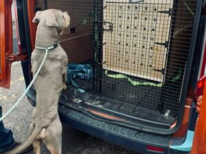 Rhona Mitra Instagram - Giant Puppy Mission (almost) impossible 💪🏾🐶🐶💪🏾

When the first day of the year feels like the most angst ridden scene from Argo.

Kennels, crates, vans, vets, planes, trucks… customs.. boarders…And a whole lotta mad love…

36 hours of travel for both the boys and us and all going to plan (now Mercury has gone direct as of today!! ) we should have two little boys safely back to @thelastarkorphanage by midnight tomorrow. 

Still waiting for wheelsup and have to clear customs and boarders tomorrow but we are finally en route to collecting two very big boys. 

Wishing everyone a safe , whole and meaningful 2024

And yet again to @rishisunakmp el al-

#Argofuckyourself🖕🏾

Vamo Arriba y Vive la révolution

#TheGreatEscape #LudoandAuberonDodgeTheGuillotine

✊🏾 🐶 ✊🏾