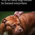 Rhona Mitra Instagram - The Irony that out of the 9 dogs currently in our pack which are all rescues and strays of varying breeds and backgrounds unequivocally and undeniably the most sensitive and attentive and easiest to train have been the Thunder Pig Killer Potato’s Auberon and Ludo. AKA the XL Bully ‘Types’ we flew down to our Orphanage of Misfits (sanctuary) here back in January. Those who have been following me know about the UK ban and mass executions so I don’t need to go into details. Suffice to say, having lived with these two lads for four months now if I had my druthers , my absolute number one choice of dog would be a bully ‘type’ (coupled with a Staffordshire Terrier,) every time. They simply are the most wonderful, sensitive, loyal and Funny dogs. It says more about the human who either judges them based on appearance, cultural prejudice (and racism), ignorance and media propaganda, or those who can’t handle them because they can barely wipe their own backsides let alone look after a dog, than the breed themselves. I can hands-down say every second with these boys has been a pure joy. A little bit of work, like raising any child, but pure joy. Testament to the existing pack and a little bit of structure, consistency, safety, no bullshit and guidance from us and we have had zero issues even with the horses and chickens and a new un-neutered Terrier male in the mix… Go figure…. It goes without saying there should be a hefty punishment imposed on anyone dumping and or abusing dogs (of any breed) not to mention backyard breeders. Thank you again @danni.allpaws @uk_dog_protection_team for all you are doing for the dogs back in England. And for everyone else who supported in getting these boys, not only to safety but to a place where they are free and loved and living their best lives possible while being premium example for all their kind. #saveourbullies #banbackyardbreeders @thelastarkorphanage #Thunderpigs #KillerPotatoes #dontbelievethehype