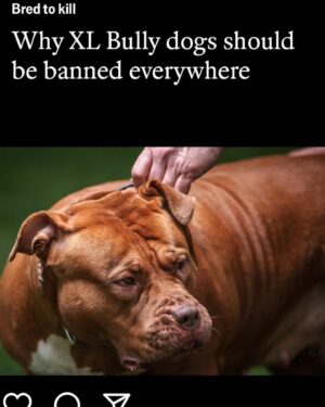 Rhona Mitra Instagram - The Irony that out of the 9 dogs currently in our pack which are all rescues and strays of varying breeds and backgrounds unequivocally and undeniably the most sensitive and attentive and easiest to train have been the Thunder Pig Killer Potato’s Auberon and Ludo. AKA the XL Bully ‘Types’ we flew down to our Orphanage of Misfits (sanctuary) here back in January.

Those who have been following me know about the UK ban and mass executions so I don’t need to go into details.

Suffice to say, having lived with these two lads for four months now if I had my druthers , my absolute number one choice of dog would be a bully ‘type’ (coupled with a Staffordshire Terrier,) every time. 
They simply are the most wonderful, sensitive, loyal and Funny dogs. 

It says more about the human who either judges them based on appearance, cultural prejudice (and racism), ignorance and media propaganda, or those who can’t handle them because they can barely wipe their own backsides let alone look after a dog, than the breed themselves.

I can hands-down say every second with these boys has been a pure joy. A little bit of work, like raising any child, but pure joy. 

Testament to the existing pack and a little bit of structure, consistency, safety, no bullshit and guidance from us and we have had zero issues even with the horses and chickens and a new un-neutered Terrier male in the mix… 
Go figure….

It goes without saying there should be a hefty punishment imposed on anyone dumping and or abusing dogs (of any breed) not to mention backyard breeders.
Thank you again @danni.allpaws @uk_dog_protection_team 
for all you are doing for the dogs back in England.
And for everyone else who supported in getting these boys, not only to safety but to a place where they are free and loved and living their best lives possible while being premium example for all their kind.

#saveourbullies
#banbackyardbreeders 

@thelastarkorphanage
#Thunderpigs
#KillerPotatoes
#dontbelievethehype