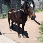 Rhona Mitra Instagram - They call him -El Negrito- and this little man needs our HELP… 23 years pulling trash carts around the busy and congested streets of Montevideo. Nearly his entire life. As part of incentive to dissolve this antiquated and brutal business, there is an exchange where the owners of these horses are given motorbikes to give up the horses, so they can be rehomed to live some semblance of a peaceful life. Its a life of pure misery and slavery. Permanently tethered from birth, pulling oversized carts, through polluted and dangerous streets. Many live and die this way without ever so much as seeing a field or another horse except in passing in similar states. we are currently en route to see him in a fairly dangerous area 3 hours away in Montevideo, to assess his situation and work out if we can justify bringing him back to the Orphanage. He’s a fully intact stallion, who’s hooves are completely out of control as you can see in the images and we’re not sure what else we might find. As he’s a senior, he’ll need a lot of medical care and attention for his final years and obviously a castration. if we’re going to bring him home, we’ll need all the support we can get. If you want help be a part of this beautiful old man’s story so he can play out his final years in peace, please please do contribute. No one gets paid here every penny goes to his transportation and care. We won’t be able to justify this one without it… 🙏🏾🩶🙏🏾 With love Team TLAO 🩶 @thelastarkorphanage link in bio…