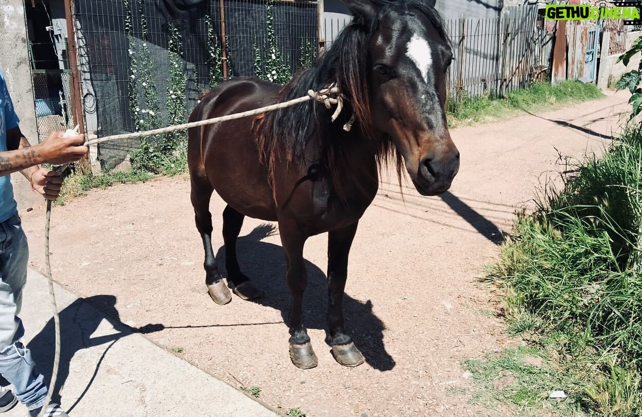 Rhona Mitra Instagram - They call him -El Negrito- and this little man needs our HELP… 23 years pulling trash carts around the busy and congested streets of Montevideo. Nearly his entire life. As part of incentive to dissolve this antiquated and brutal business, there is an exchange where the owners of these horses are given motorbikes to give up the horses, so they can be rehomed to live some semblance of a peaceful life. Its a life of pure misery and slavery. Permanently tethered from birth, pulling oversized carts, through polluted and dangerous streets. Many live and die this way without ever so much as seeing a field or another horse except in passing in similar states. we are currently en route to see him in a fairly dangerous area 3 hours away in Montevideo, to assess his situation and work out if we can justify bringing him back to the Orphanage. He’s a fully intact stallion, who’s hooves are completely out of control as you can see in the images and we’re not sure what else we might find. As he’s a senior, he’ll need a lot of medical care and attention for his final years and obviously a castration. if we’re going to bring him home, we’ll need all the support we can get. If you want help be a part of this beautiful old man’s story so he can play out his final years in peace, please please do contribute. No one gets paid here every penny goes to his transportation and care. We won’t be able to justify this one without it… 🙏🏾🩶🙏🏾 With love Team TLAO 🩶 @thelastarkorphanage link in bio…