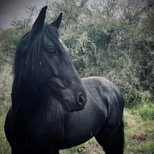 Rhona Mitra Instagram - There is a convenient myth about horses that are sent to slaughter. 
That their days are done, they are old or broken in some irreparable way from their mostly enslaved lives played out as tools for human gain. 
The reality is far from that. 
Django here was a 3 year old Criollo stallion.
One of the most pure and perfect examples of vitality and life. 
He was used for breeding and his previous owner was done with his services so like the 6,000 others a month was being sold for meat thats shipped to France, Belgium and China for human consumption. 

Seconds before the hammer went down at auction his value was $160 USD. 
Taking on stallions is no easy feat but we couldn’t leave him behind. 

He now lives an autonomous life in the wild in the Monte here on the land with the herd and his two daughters Noor and Tormenta. 
Completely unbroken and 100% self-sufficient and rewilded, so when he appears like an apparition and we are graced by his electric magnificent presence, plump and shining a full of that raw spirit we as humans quite literally break and beat out of all horses we domesticate to satiate our various demands and vanity’s…..
it’s always a treat and a reminder of why we do what we do. 

#LeaveThemWild #criollopuro 
#rewildrememberrehabilitate 
#autonomoushorsemanship 
#whatwedotoanimalswedotoourselves 

@thelastarkorphanage