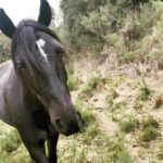 Rhona Mitra Instagram - There is a convenient myth about horses that are sent to slaughter. That their days are done, they are old or broken in some irreparable way from their mostly enslaved lives played out as tools for human gain. The reality is far from that. Django here was a 3 year old Criollo stallion. One of the most pure and perfect examples of vitality and life. He was used for breeding and his previous owner was done with his services so like the 6,000 others a month was being sold for meat thats shipped to France, Belgium and China for human consumption. Seconds before the hammer went down at auction his value was $160 USD. Taking on stallions is no easy feat but we couldn’t leave him behind. He now lives an autonomous life in the wild in the Monte here on the land with the herd and his two daughters Noor and Tormenta. Completely unbroken and 100% self-sufficient and rewilded, so when he appears like an apparition and we are graced by his electric magnificent presence, plump and shining a full of that raw spirit we as humans quite literally break and beat out of all horses we domesticate to satiate our various demands and vanity’s….. it’s always a treat and a reminder of why we do what we do. #LeaveThemWild #criollopuro #rewildrememberrehabilitate #autonomoushorsemanship #whatwedotoanimalswedotoourselves @thelastarkorphanage