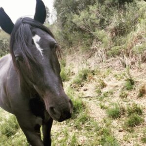 Rhona Mitra Instagram - There is a convenient myth about horses that are sent to slaughter. 
That their days are done, they are old or broken in some irreparable way from their mostly enslaved lives played out as tools for human gain. 
The reality is far from that. 
Django here was a 3 year old Criollo stallion.
One of the most pure and perfect examples of vitality and life. 
He was used for breeding and his previous owner was done with his services so like the 6,000 others a month was being sold for meat thats shipped to France, Belgium and China for human consumption. 

Seconds before the hammer went down at auction his value was $160 USD. 
Taking on stallions is no easy feat but we couldn’t leave him behind. 

He now lives an autonomous life in the wild in the Monte here on the land with the herd and his two daughters Noor and Tormenta. 
Completely unbroken and 100% self-sufficient and rewilded, so when he appears like an apparition and we are graced by his electric magnificent presence, plump and shining a full of that raw spirit we as humans quite literally break and beat out of all horses we domesticate to satiate our various demands and vanity’s…..
it’s always a treat and a reminder of why we do what we do. 

#LeaveThemWild #criollopuro 
#rewildrememberrehabilitate 
#autonomoushorsemanship 
#whatwedotoanimalswedotoourselves 

@thelastarkorphanage