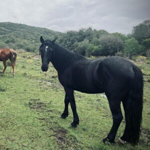 Rhona Mitra Instagram - There is a convenient myth about horses that are sent to slaughter. 
That their days are done, they are old or broken in some irreparable way from their mostly enslaved lives played out as tools for human gain. 
The reality is far from that. 
Django here was a 3 year old Criollo stallion.
One of the most pure and perfect examples of vitality and life. 
He was used for breeding and his previous owner was done with his services so like the 6,000 others a month was being sold for meat thats shipped to France, Belgium and China for human consumption. 

Seconds before the hammer went down at auction his value was $160 USD. 
Taking on stallions is no easy feat but we couldn’t leave him behind. 

He now lives an autonomous life in the wild in the Monte here on the land with the herd and his two daughters Noor and Tormenta. 
Completely unbroken and 100% self-sufficient and rewilded, so when he appears like an apparition and we are graced by his electric magnificent presence, plump and shining a full of that raw spirit we as humans quite literally break and beat out of all horses we domesticate to satiate our various demands and vanity’s…..
it’s always a treat and a reminder of why we do what we do. 

#LeaveThemWild #criollopuro 
#rewildrememberrehabilitate 
#autonomoushorsemanship 
#whatwedotoanimalswedotoourselves 

@thelastarkorphanage