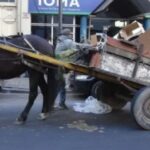 Rhona Mitra Instagram - They call him -El Negrito- and this little man needs our HELP… 23 years pulling trash carts around the busy and congested streets of Montevideo. Nearly his entire life. As part of incentive to dissolve this antiquated and brutal business, there is an exchange where the owners of these horses are given motorbikes to give up the horses, so they can be rehomed to live some semblance of a peaceful life. Its a life of pure misery and slavery. Permanently tethered from birth, pulling oversized carts, through polluted and dangerous streets. Many live and die this way without ever so much as seeing a field or another horse except in passing in similar states. we are currently en route to see him in a fairly dangerous area 3 hours away in Montevideo, to assess his situation and work out if we can justify bringing him back to the Orphanage. He’s a fully intact stallion, who’s hooves are completely out of control as you can see in the images and we’re not sure what else we might find. As he’s a senior, he’ll need a lot of medical care and attention for his final years and obviously a castration. if we’re going to bring him home, we’ll need all the support we can get. If you want help be a part of this beautiful old man’s story so he can play out his final years in peace, please please do contribute. No one gets paid here every penny goes to his transportation and care. We won’t be able to justify this one without it… 🙏🏾🩶🙏🏾 With love Team TLAO 🩶 @thelastarkorphanage link in bio…