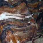 Rhona Mitra Instagram - Uruguay has confirmed the first export of equine meat to China.🇨🇳 ☠️🇺🇾 🐴 🥩 💰 🩸 A country that uses, abuses, exploits and yet reveres the horse. They export for sport, sell for meat, extract blood for hormones and SOMEHOW STILL uses the ‘Caballo’ 🐴 as a symbol of pride for its country. But when it comes to making a fast and dirty dollar for the sake of vile and greedy human consumption….. All the love and awe conveniently disappears….. because at the end of the day they are all just fat, greedy bastards. Help continue with the campaign to close the horse slaughterhouses in Uruguay. IN THE LINK IN BIO Montevideohorsesave- click and translate to English. YOU CAN SIGN TO SAY NO MORE HORSE SLAUGHTERERS IN URUGUAY #BanHorseSlaughter #CountryOfHorses #Caballo #Shame #greed #hypocrisy#fatbastards #uruguaynatural ☠️ Uruguay concretó la primera exportación de carne equina a China Ayudános a seguir con nuestra campaña por el cierre de los mataderos de caballos en Uruguay! EN EL LINK DE LA BIO PUEDES FIRMAR PARA DECIR NO MÁS MATADEROS DE CABALLOS EN URUGUAY! @montevideohorsesave …we expect this of China they dont give a fuck about anything or anyone… But come on Uruguay…. @luislacallepou Lets do better. Its not a good look, buddy.