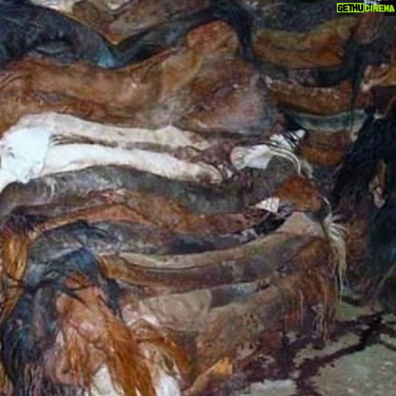 Rhona Mitra Instagram - Uruguay has confirmed the first export of equine meat to China.🇨🇳 ☠️🇺🇾 🐴 🥩 💰 🩸 A country that uses, abuses, exploits and yet reveres the horse. They export for sport, sell for meat, extract blood for hormones and SOMEHOW STILL uses the ‘Caballo’ 🐴 as a symbol of pride for its country. But when it comes to making a fast and dirty dollar for the sake of vile and greedy human consumption….. All the love and awe conveniently disappears….. because at the end of the day they are all just fat, greedy bastards. Help continue with the campaign to close the horse slaughterhouses in Uruguay. IN THE LINK IN BIO Montevideohorsesave- click and translate to English. YOU CAN SIGN TO SAY NO MORE HORSE SLAUGHTERERS IN URUGUAY #BanHorseSlaughter #CountryOfHorses #Caballo #Shame #greed #hypocrisy#fatbastards #uruguaynatural ☠️ Uruguay concretó la primera exportación de carne equina a China Ayudános a seguir con nuestra campaña por el cierre de los mataderos de caballos en Uruguay! EN EL LINK DE LA BIO PUEDES FIRMAR PARA DECIR NO MÁS MATADEROS DE CABALLOS EN URUGUAY! @montevideohorsesave …we expect this of China they dont give a fuck about anything or anyone… But come on Uruguay…. @luislacallepou Lets do better. Its not a good look, buddy.