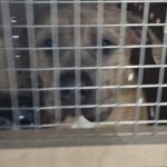 Rhona Mitra Instagram - Giant Puppy Mission (almost) impossible 💪🏾🐶🐶💪🏾 When the first day of the year feels like the most angst ridden scene from Argo. Kennels, crates, vans, vets, planes, trucks… customs.. boarders…And a whole lotta mad love… 36 hours of travel for both the boys and us and all going to plan (now Mercury has gone direct as of today!! ) we should have two little boys safely back to @thelastarkorphanage by midnight tomorrow. Still waiting for wheelsup and have to clear customs and boarders tomorrow but we are finally en route to collecting two very big boys. Wishing everyone a safe , whole and meaningful 2024 And yet again to @rishisunakmp el al- #Argofuckyourself🖕🏾 Vamo Arriba y Vive la révolution #TheGreatEscape #LudoandAuberonDodgeTheGuillotine ✊🏾 🐶 ✊🏾