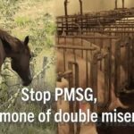 Rhona Mitra Instagram - PMSG is the hormone violently extracted from Mares who are repeatedly artificially inseminated for the duration of their lives, until they die… Kept pregnant in the most heinous of conditions and their blood, drained from their necks after the first term of pregnancy, the foal aborted and left for dead…. all for the use of a hormone that is injected into pigs (mostly) also kept in similarly vile conditions, only adding insult to injury. The hormone is bought by factory enterprises all around the world to bring on estrus in females to produce more babies/pork for the consumption of bacon and sausages. So, if you think this is just a South American and Icelandic issue, you’d be wrong. While the supply needs to be halted, so must the demand. And if you’re wondering what your part in the equation is and if you consume pork or any derivatives including gelatins (candy) you might want to think twice. The power is in our hands . No demand, no supply…. Simple. and for those who don’t speak Spanish, the last video is a unanimous council voting for the BAN of these farms, in one of the departments in Uruguay. The general consensus being that it is a dark, cruel, unnecessary and dreadful practice that no country let alone this country should be part of. the question posed by @INBA and the darktard mafia that want to keep this business alive is….’can the farms be modified?’ 😒 😑🙄 😂 The answer unequivocally is no! (And get fucked) It would be akin to modifying a chamber of torture, rape and murder from one of filthy conditions to ‘cleaner’. ….being hydrated pre and post the violation of rape doesn’t change the nature of the act or the violation. Rape is rape no matter how we frame or sanitize it. This is a huge day for horses, animal rights and a country, recognizing that the abuse, use and torture towards horses, and all animals must be examined at a microscopic level and perpetrators held accountable. There is no more space for this kind of psychotic brutality in the world for human or animal. It starts with us, and it ends with us. #yeguasdesangre #UruguaySinSangriaDeYeguas #whatwedotoanimalswedotoourselves #PMSG